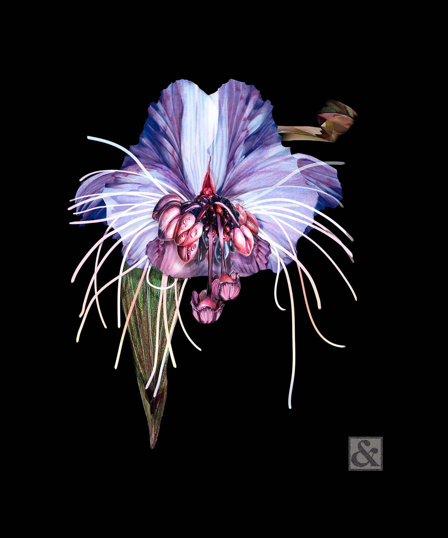 Bat Flower