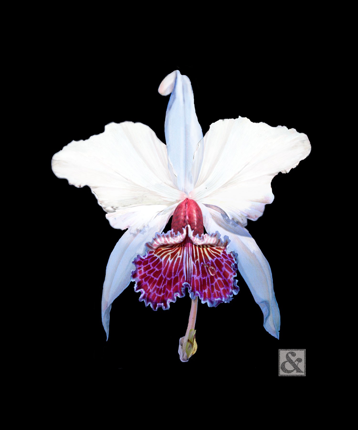Cattleya
