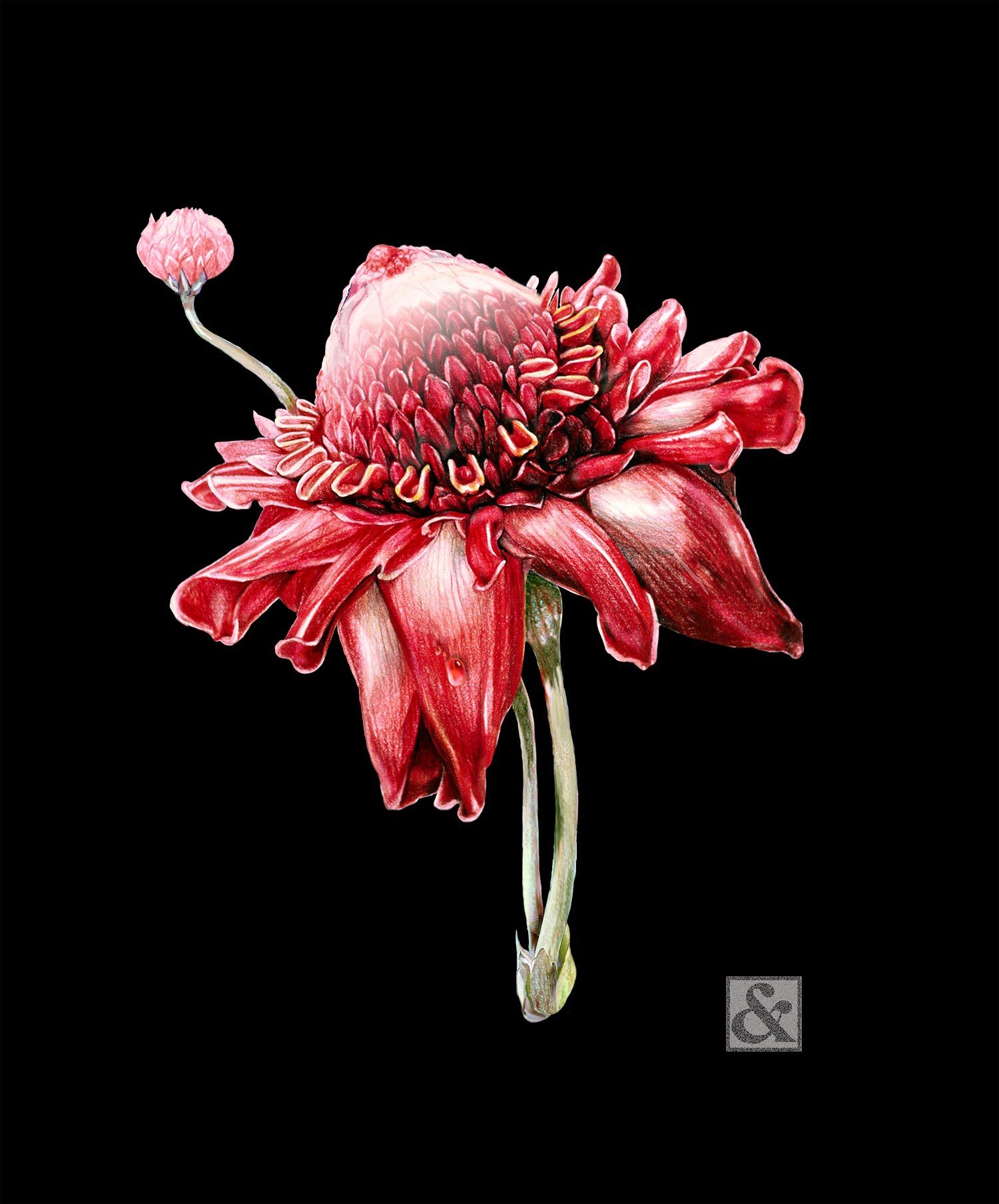 Ginger Flower
