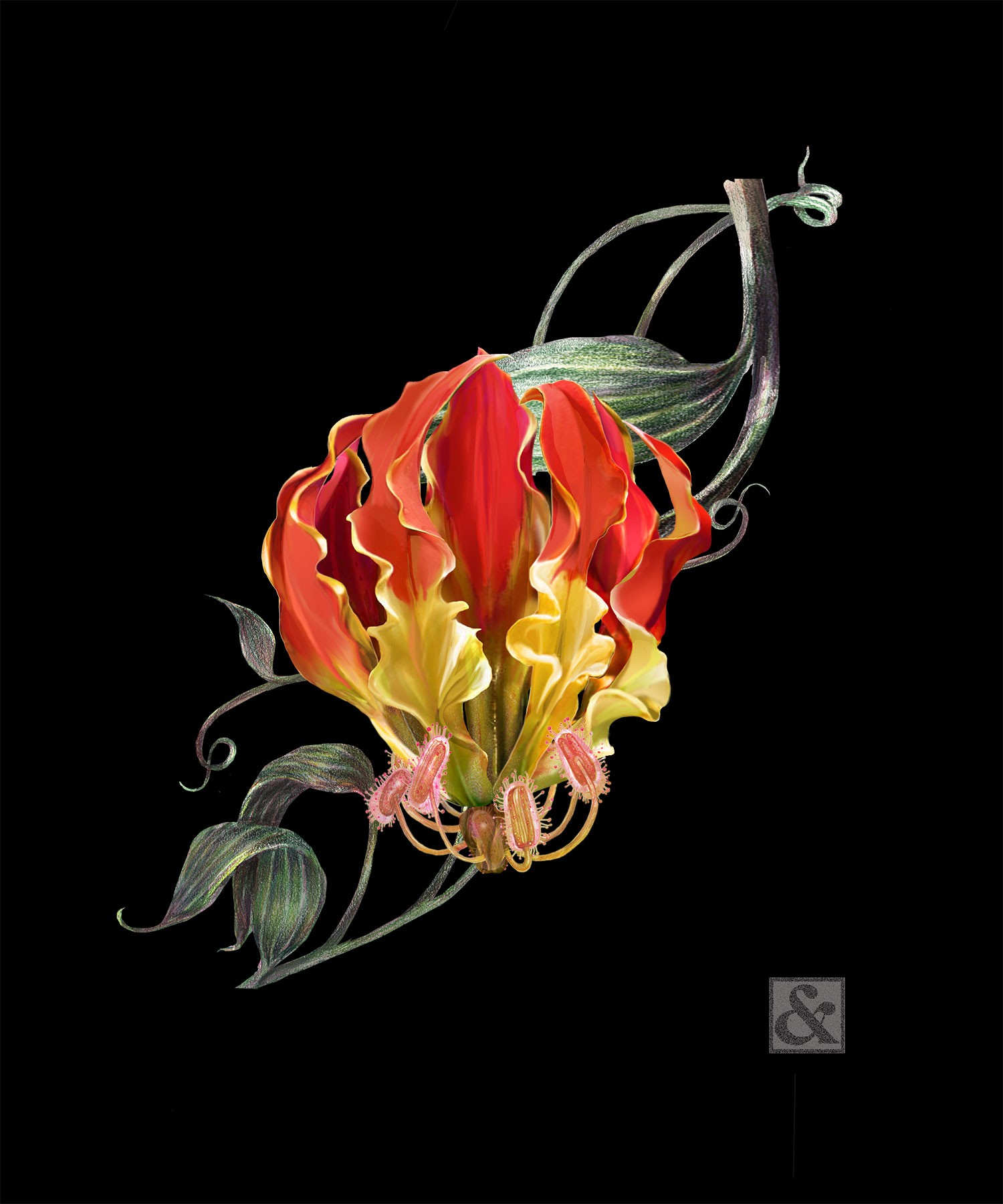 Glory Lily