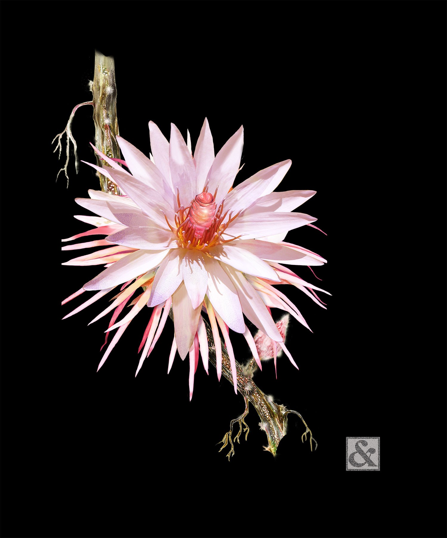 Night Bloomer