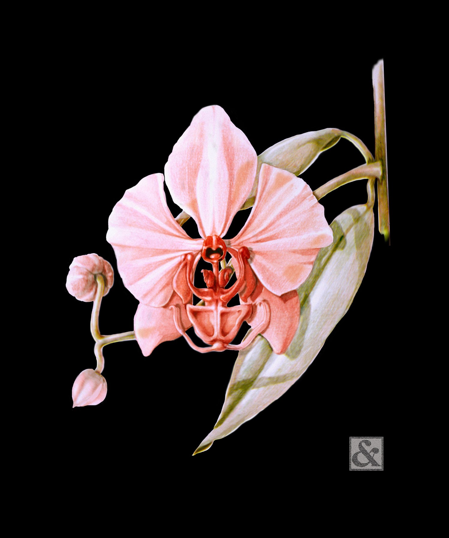 Phalaenopsis