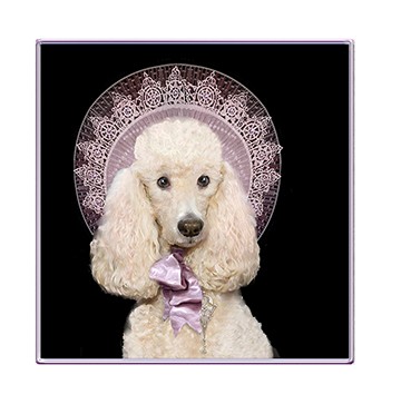 Pinkie Poodle