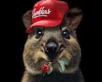 Smiley Quokka Team