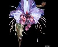 Bat Flower