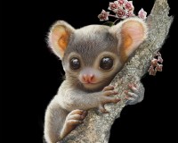 Pinkie - The Bushbaby